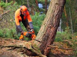 Best Hazardous Tree Removal  in Bunk Foss, WA